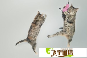 从童星到资本女王：杨幂为何被称为内娱史官？