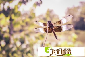 *ST同洲靠高功率业务扭亏 监管质询高功率电源业务的增长合理性