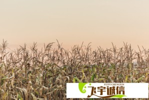 甲亢哥大张伟今晚见面直播地址曝光 网友：终于等到这一天