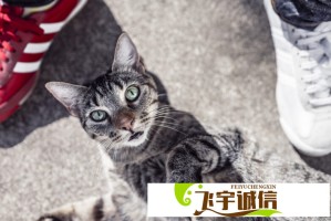炫舞舞团名霸气十足！这些名字让你在游戏中脱颖而出