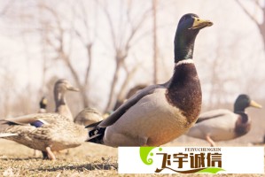 官方通报村干部微信群骂人被拘：违反治安管理处罚法