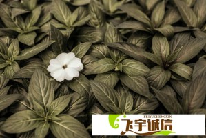 在Max中如何利用亚洲NINEBOXmod实现幻想设计？