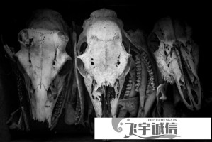 如何找到免费行情视频app页面？全面解析与用户指南