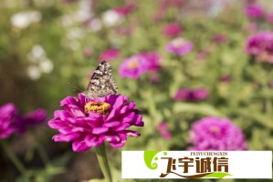 唐朝诡事录之下南洋：当东方秘术遇上南洋巫蛊