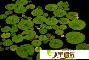 肖飞董袭莹最新合作项目曝光，或将颠覆行业格局
