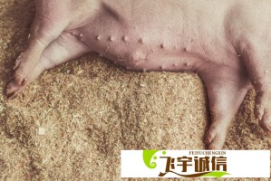 国色天香卡一卡二卡三精品成品价格大揭秘：这样买最划算