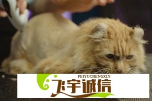 ccgcg吃瓜网蘑菇黑料爆料事件全解析：网友反应及舆论分析