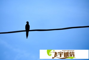 ss使用教程：从入门到精通