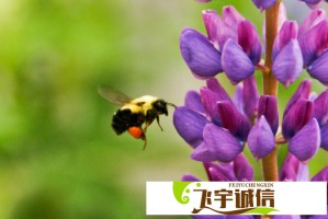 天才基本法大结局解析：林朝夕与裴之的最终命运如何？