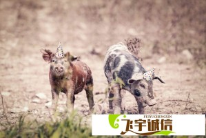 何凯文复更后首条微博说了什么？考研党必看深度解析