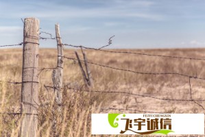 沉香一线产区与二线产区的独特产品特点：探索沉香的多样魅力