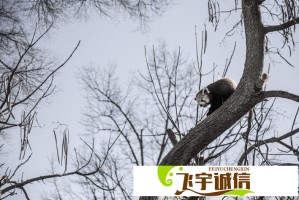 狄老八的三个媳妇艳玲：她们的生活故事是怎样的？