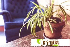 孙颖莎谈备战策略：重点研究日本选手已成当务之急