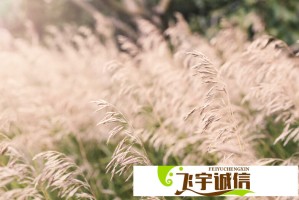 美国食物银行告急：网友实拍领取队伍排到街角