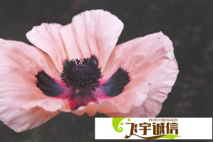 董袭莹论文致谢走红网络：'不负一袭白衣'感动千万网友
