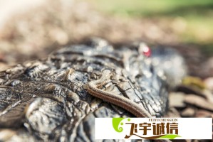 继承小鹏、小米后，理想跟进：将供应商支付账期统一至天内